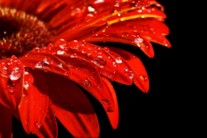 Close up of daisy with water droplets