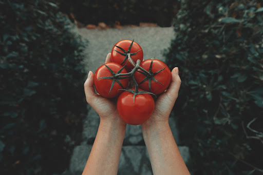 Farm to table restaurant using fresh tomatoes