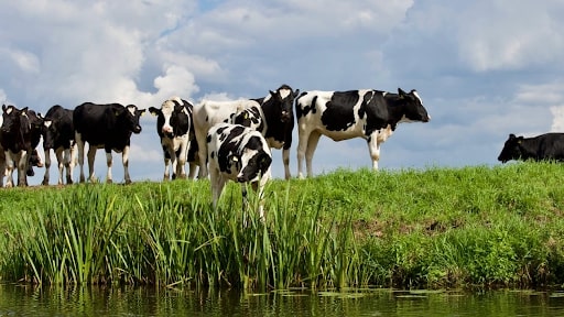 healthy cows