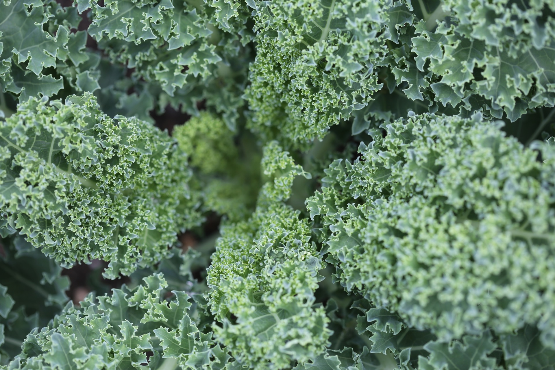 Why You Should Eat Kale